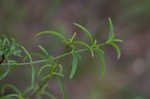 Panhandle meadowbeauty